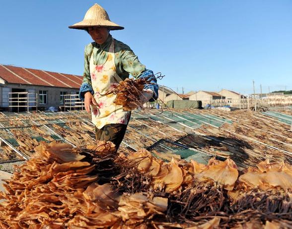 臺風(fēng)“打盹” 魷魚加工戶晾曬忙