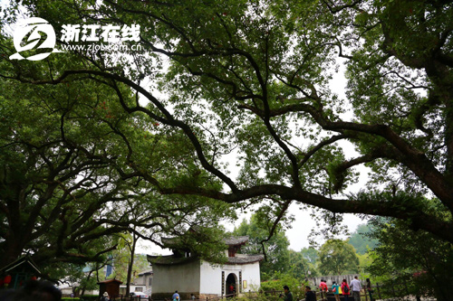 古堰畫鄉(xiāng)靈氣之源：微博互動 亮點無處不在