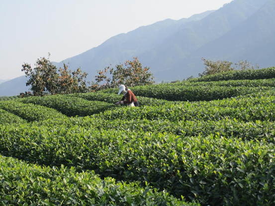 古韻茶香唯此松陽