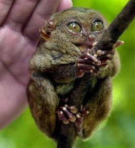 A Philippine 
Tarsier measuring 
4-5 inches sits on a branch inside a captive breeding center in Loboc town on Bohol island, central Philippines on Friday March 11, 2005. The endangered animal, who feeds on tiny insects is believed to be the world's smallest primate. [AP]