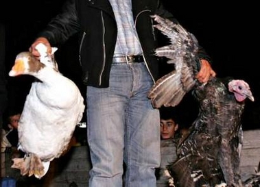 EU slaps bird ban on Turkey as alarm mounts