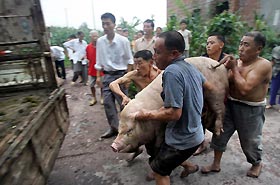 Pig-borne disease 'effectively under control'