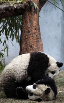 Mainland to unveil panda couple to Taiwan 