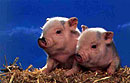 Pampered Porkies Get a Better Start in Life
