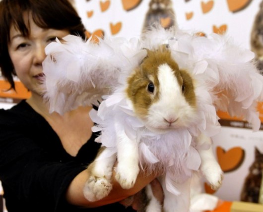 Japan rabbit fashion show<BR>日本兔子時(shí)裝大賽(圖)