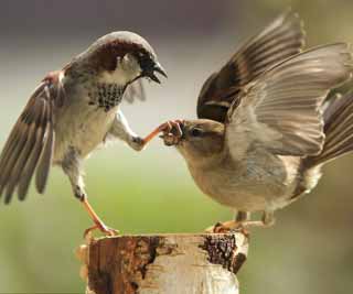 Sparrow has enough of his lover<BR>麻雀'嘮叨'遭伴侶'家暴'