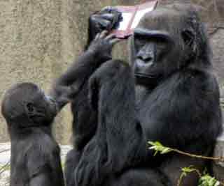 Gorillas love games console<BR>大猩猩嘗新打電玩(圖)
