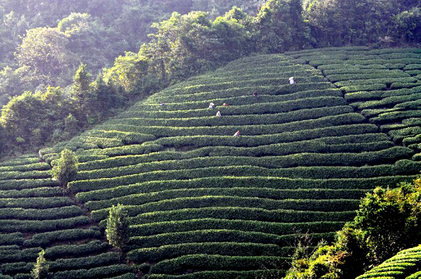 A season for tea