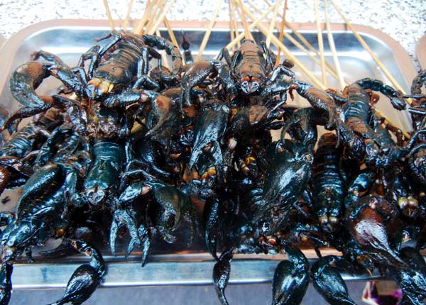 Insect feast