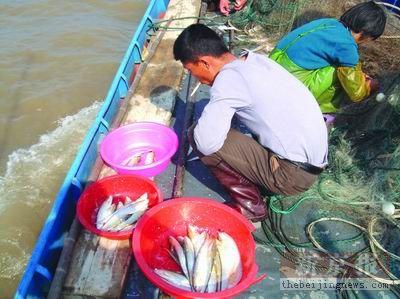 一盤(pán)清蒸刀魚(yú)售價(jià)萬(wàn)元，學(xué)者稱整個(gè)長(zhǎng)江生態(tài)買(mǎi)單