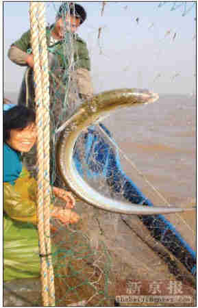 一盤清蒸刀魚售價(jià)萬元，學(xué)者稱整個(gè)長江生態(tài)買單