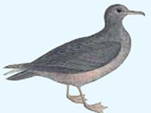 小海鳥(niǎo)200天飛越6萬(wàn)公里 創(chuàng)最長(zhǎng)動(dòng)物遷徙距離記錄