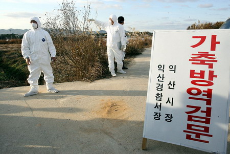 韓國禽流感疫情數(shù)千雞死亡 日本暫停進(jìn)口