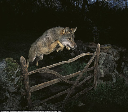 2009年度世界野生動物攝影大賽冠軍作品涉嫌造假