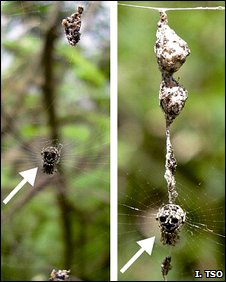 科學(xué)家發(fā)現(xiàn)奇特蜘蛛 制作自身模型迷惑天敵