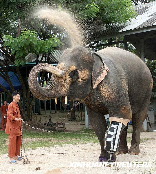 世上第一頭裝假肢的大象在泰國(guó)誕生