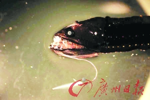 探訪太平洋垃圾大陸：聚集700萬(wàn)噸全球垃圾