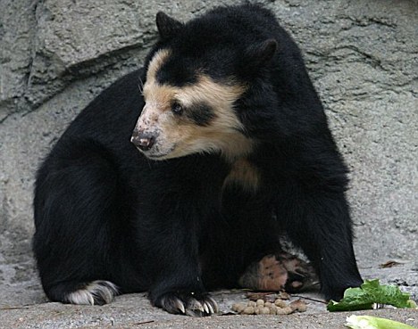 德國動(dòng)物園中一頭熊全身毛掉光成“裸體熊”