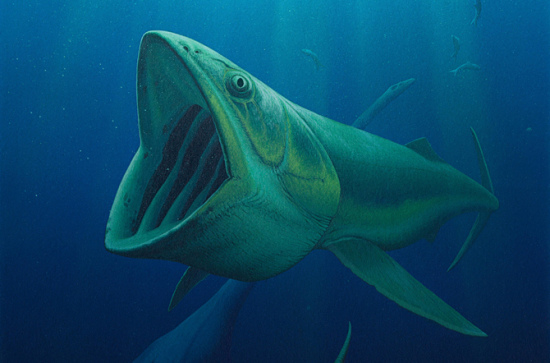 科學(xué)家發(fā)現(xiàn)遠(yuǎn)古巨魚 堪比現(xiàn)代鯨魚