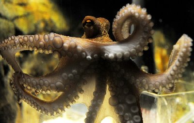 神奇章魚預(yù)測(cè)世界杯德國(guó)將戰(zhàn)勝阿根廷