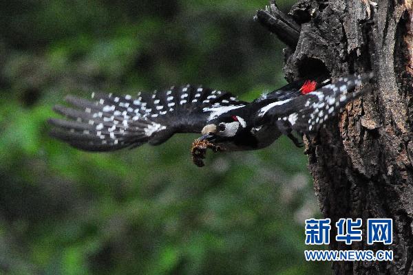 大斑啄木鳥的“愛情故事”
