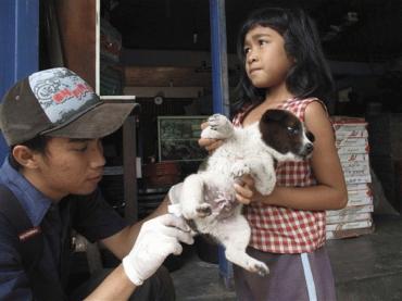 狂犬病陰霾籠罩夢(mèng)幻巴厘島 78人死亡20萬狗遭捕殺