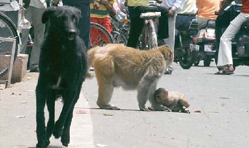 印度街頭猴媽媽犬口救子 母愛力量感動網(wǎng)友