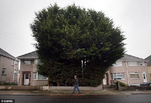 英男子住宅前種“樹林”高10余米 鄰居們將其告上法庭