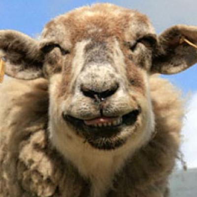 圖：誰說動物不會笑？歡喜表情堪比人