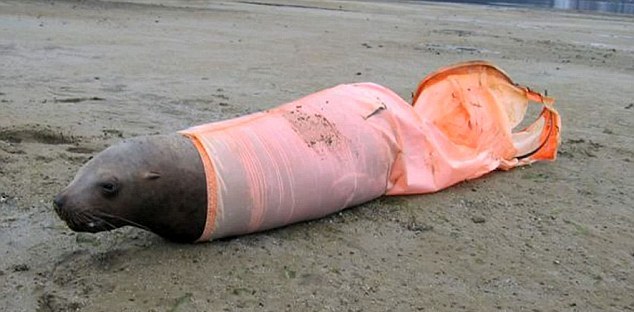 大批海獅海豹因海洋垃圾慘死 人類停止亂扔垃圾責無旁貸
