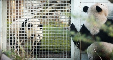 英農(nóng)場主培育出“熊貓羊羔” 黑眼圈、黑耳朵萌煞人