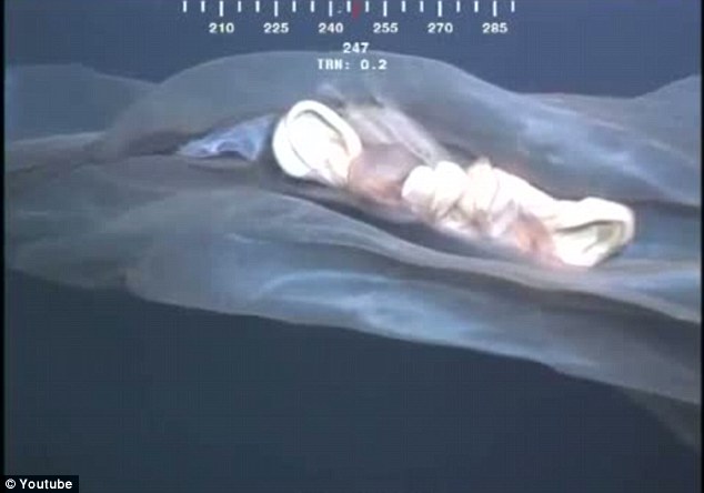 罕見水母抑或鯨胎盤？ 深海水下攝像機拍到神秘漂浮物