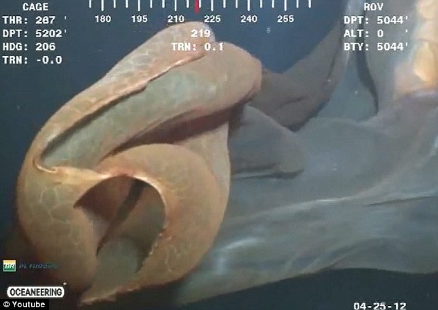 罕見水母抑或鯨胎盤？ 深海水下攝像機拍到神秘漂浮物