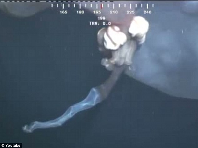 罕見水母抑或鯨胎盤？ 深海水下攝像機拍到神秘漂浮物