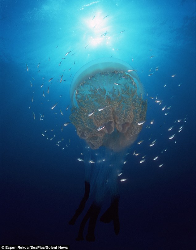 夢幻般的美 挪威峽灣深海水母罕見照