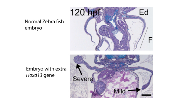 西班牙科學家培育出長“腿”斑馬魚 有望再現(xiàn)進化過程