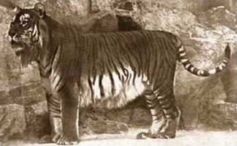 盤點已經滅絕的10種動物 有些聞所未聞（圖）