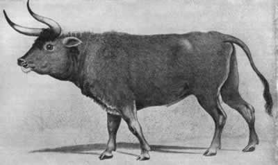 盤點已經(jīng)滅絕的10種動物 有些聞所未聞（圖）