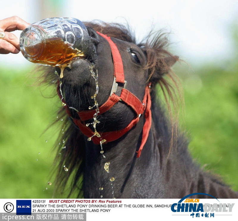 緊隨慕尼黑啤酒節(jié) 盤點(diǎn)動(dòng)物界中酒漢子