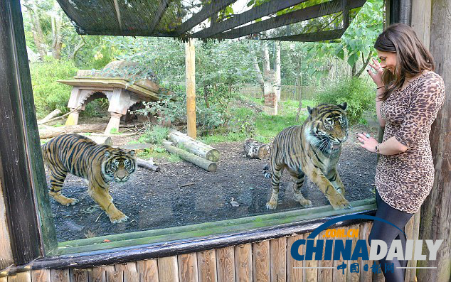 英動(dòng)物園禁游客穿豹紋防動(dòng)物困惑