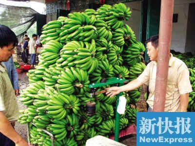 香蕉致癌謠言致粵瓊蕉農損失7億元