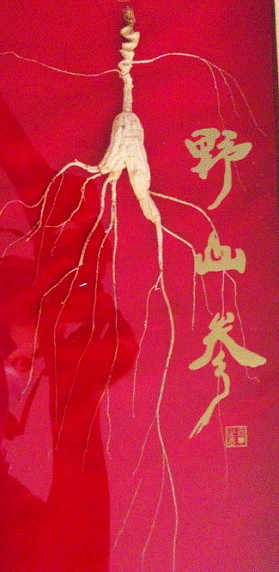 金馬甲發(fā)售野山參，認(rèn)購(gòu)價(jià)千元是否離譜？