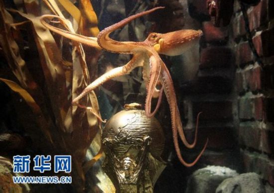 保羅身價(jià)水漲船高 將成章魚(yú)界首個(gè)“百萬(wàn)富翁”
