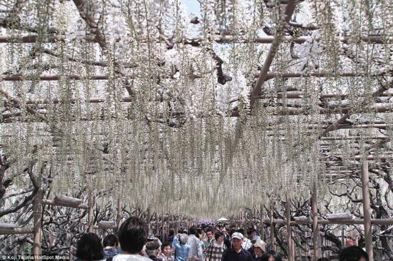 日本紫藤如童話般夢(mèng)幻 似《阿凡達(dá)》“靈魂樹”