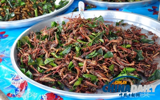 世界各地超級(jí)恐怖的蟲子大餐（組圖）
