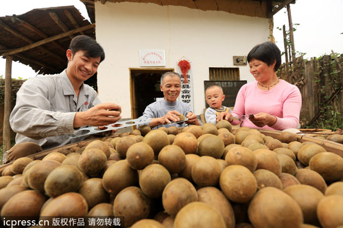 中國(guó)羅漢果變身美國(guó)汽水產(chǎn)業(yè)大救星？