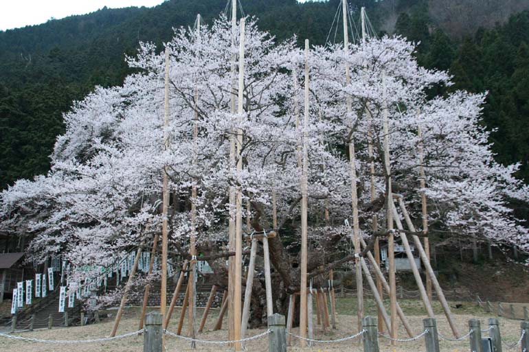 世外桃源！日本岐阜風(fēng)光