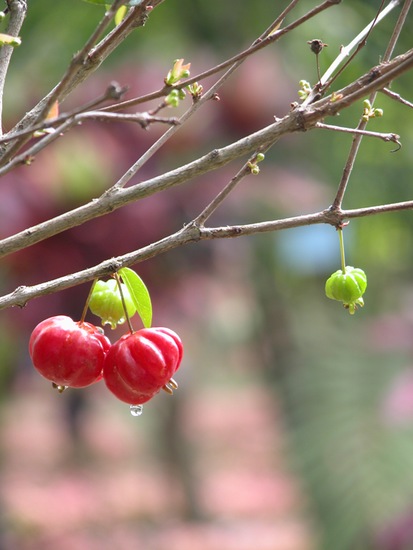 植物王國——興隆熱帶森林公園