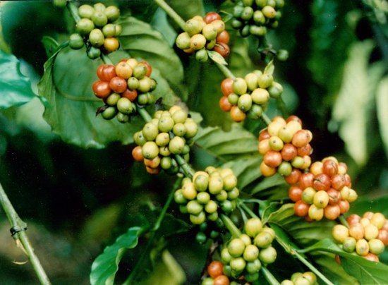 植物王國(guó)——興隆熱帶森林公園