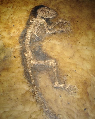美展出4700萬年前靈長動(dòng)物化石 “艾達(dá)”或填補(bǔ)人類進(jìn)化缺失環(huán)節(jié)